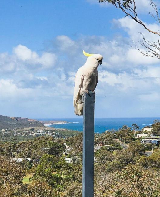 Blissful Valley Lookout - The Home Among The Trees Anglesea Exterior photo