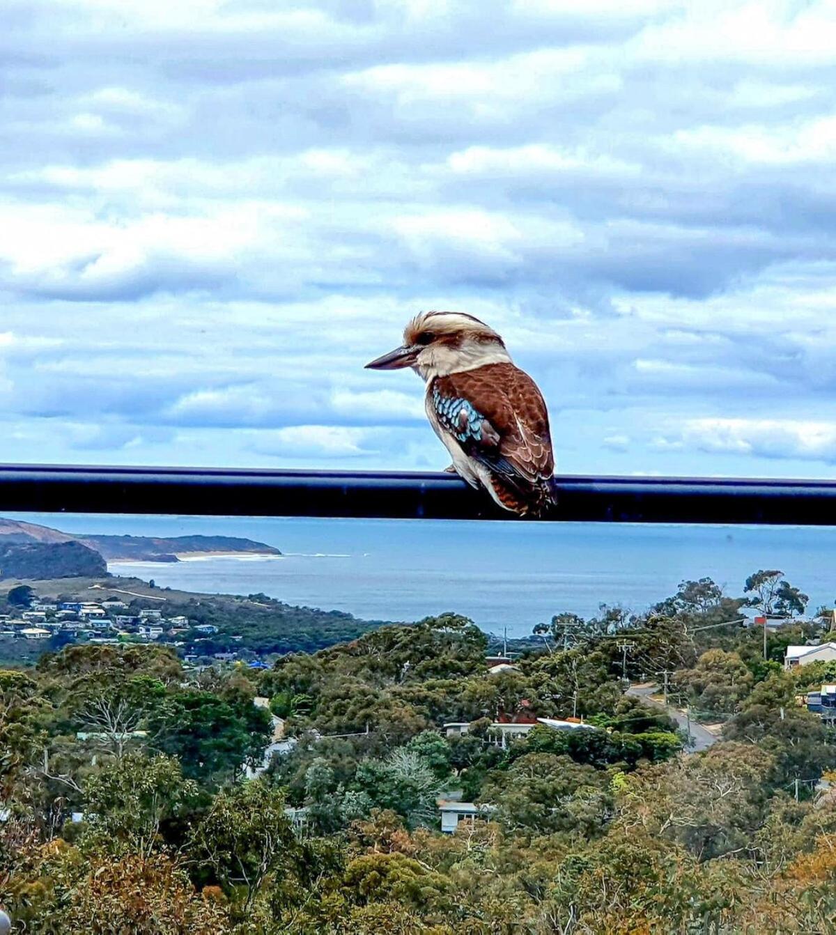 Blissful Valley Lookout - The Home Among The Trees Anglesea Exterior photo